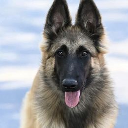 Belgian Sheepdogs and Belgian Tervuren from Gina's Belgians