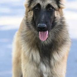 Belgian Sheepdogs and Belgian Tervuren from Gina's Belgians