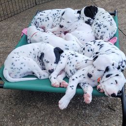 Dalmatian puppies from Symphony Dalmatians