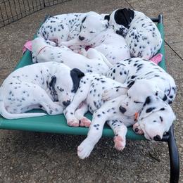 Dalmatian puppies from Symphony Dalmatians