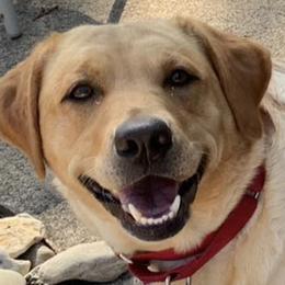 Dilute Retrievers and Labrador Retrievers from Long Valley Labradors