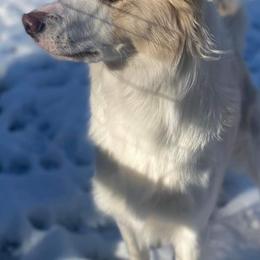 Border Collie Puppies from Lil Maine Border Collies