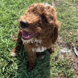 Goldendoodle Puppies from Dream Doodles of Central Texas