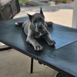 Cane Corso Puppies from Jolaw Kennel