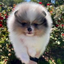 Girl 3 - Blue merle female Pomeranian puppy in Newalla, Oklahoma from Classy Poms