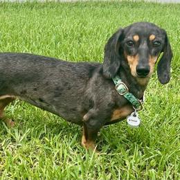 Lola - Dachshund