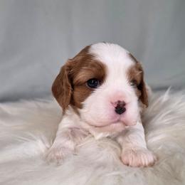 Elisa - Blenheim female Cavalier King Charles Spaniel puppy in Bonney Lake, Washington from House of Happy Cavaliers