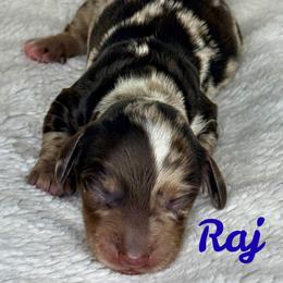 Raj - Dapple male Dachshund puppy in Noble, Oklahoma from Marissa's Dachshunds (BooneDox Mini Dachshunds)