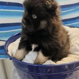 Pomeranian and Pomsky Puppies from Amazing High Desert Pomskys