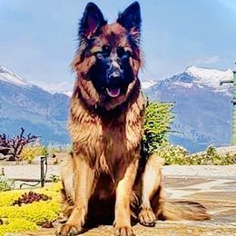 German Shepherds from Vom Kupferhaus