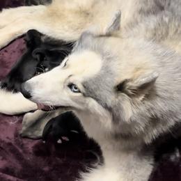 Lilly - Siberian Husky