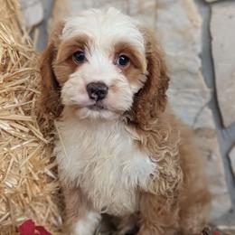 Koda - Buff and white male Cockapoo puppy in Salt Lake City, Utah from Utah Cocker Spaniels