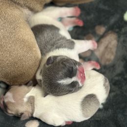French Bulldog puppies from Pardon My French Exquisite French Bulldogs