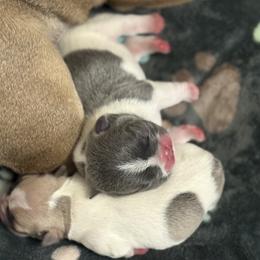 French Bulldog puppies from Pardon My French Exquisite French Bulldogs