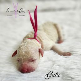 Gala - Cream female Poodle puppy in Mancelona, Michigan from Lavender poodles & doodles
