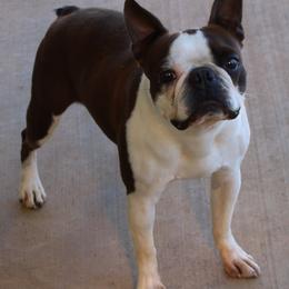 Boston Terriers and French Bulldogs from Freedom Frenchies N Bostons