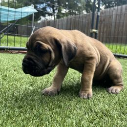 Lady - Gray and fawn female Cane Corso puppy in Dunnellon, Florida from High Royal Kennel