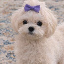 Marshmallow - Maltese