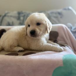 Saturday ( Green Collar Male ) - Light golden male Golden Retriever puppy in Phoenix, Arizona from Star Raised Goldens