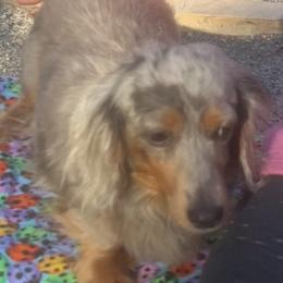 Bebe - Dachshund
