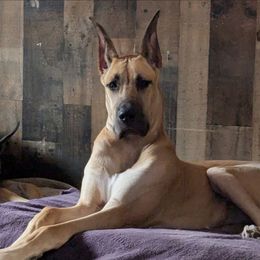 Ava -Arian - Great Dane