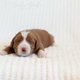 Lavender Collar Girl - Caramel red female Australian Labradoodle puppy in Thousand Oaks, California from Lovely Doodle Lane
