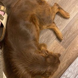 Miniature Australian Shepherd All Grown Up from AL Riley Aussies