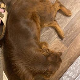 Miniature Australian Shepherd All Grown Up from AL Riley Aussies