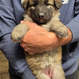 Shelby - Turqouise girl - Gray sable female Shiloh Shepherd puppy in Charlo, Montana from IdleWilde Shilohs