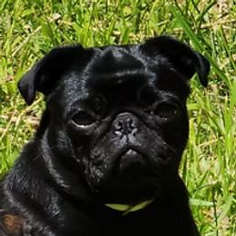 Bella - Pug