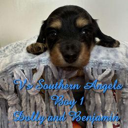 Basset Hound and Dachshund Puppies from V's Southern Angels