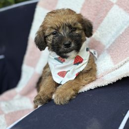 Sunny - Wheaten female Whoodle puppy in Rising Sun, Indiana from Ruby Lane Doodles