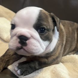 Sissy - Brindle female Bulldog puppy in Salem, Illinois from Itsabulldogthing