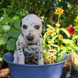 Light blue collar female - White and black female Dalmatian puppy in Valley, Washington from Loving spots Dalmatians