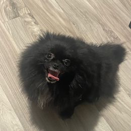 Hope - Pomeranian