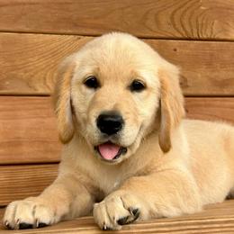 Sonny - Light golden male Golden Retriever puppy in Doniphan, Missouri from Stockford’s Golden Retrievers