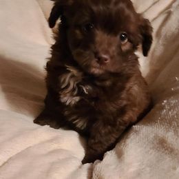 Aussiedoodles, Miniature Australian Shepherds, and Toy Australian Shepherds from T3 Farms Aussies & Aussiedoodles