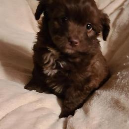 Aussiedoodles, Miniature Australian Shepherds, and Toy Australian Shepherds from T3 Farms Aussies & Aussiedoodles