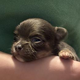 Mabel - Blue and white female Chihuahua puppy in Beckemeyer, Illinois from Guardian’s of the Chihuahuas