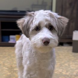 Chase - Aussiedoodle