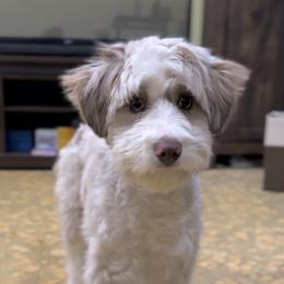 Chase - Aussiedoodle