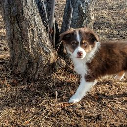 Miniature Australian Shepherd Puppies from Antelope Hill Aussies