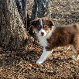 Miniature Australian Shepherd Puppies from Antelope Hill Aussies