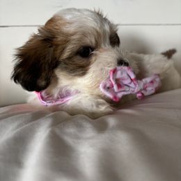 PAISLEY - Tri-color female Coton de Tulear puppy in Freeport, Texas from H❤️PE COTONS