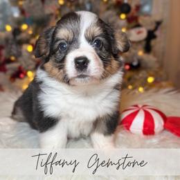 Tiffany Gemstone - Black and tan female American Corgi puppy in Greenwood, Indiana from Witch Creek Corgis