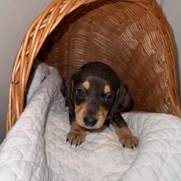 Chuck - Dapple male Dachshund puppy in Pontotoc, Mississippi from Toddy Kennels