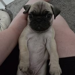 Boy 2 - Fawn male Pug puppy in Rochester, New York from Natalia's Pugs