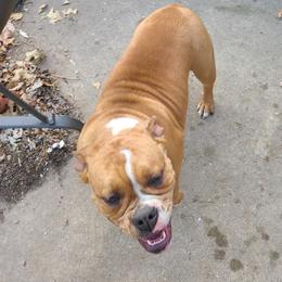 Julie - Olde English Bulldogge