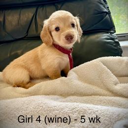 Girl 4 AKC 3995 (Wine Collar) - Cream female Dachshund puppy in Ocala, Florida from Island Farms Mimi’s Dachshunds Florida