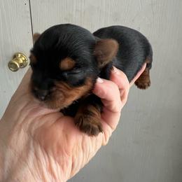 Baby Girl - Blue and gold female Yorkshire Terrier puppy in Darrington, Washington from Seven Cedars Yorkies